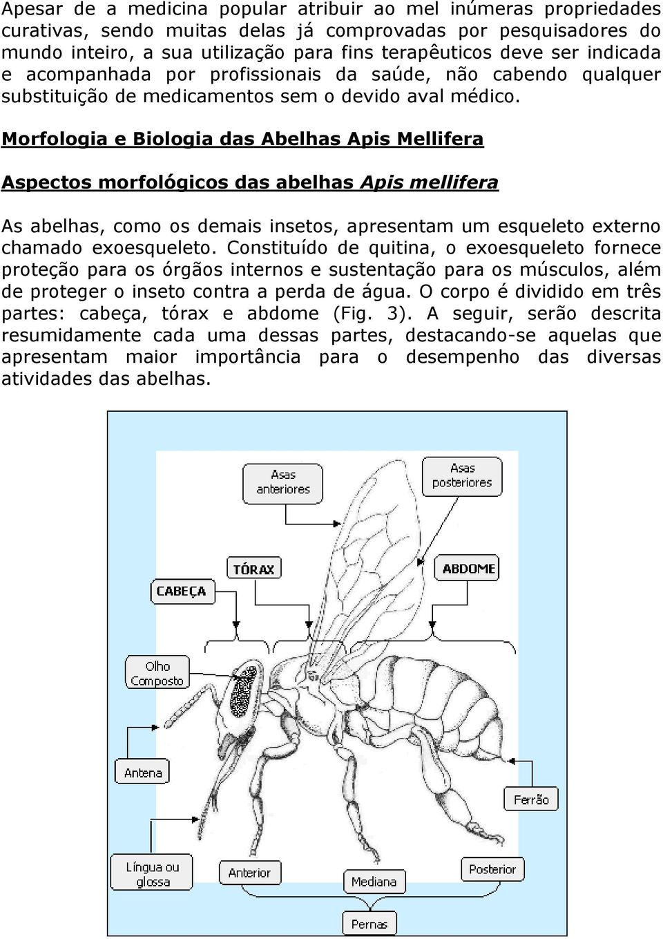 Morfologia e Biologia das Abelhas Apis Mellifera Aspectos morfológicos das abelhas Apis mellifera As abelhas, como os demais insetos, apresentam um esqueleto externo chamado exoesqueleto.