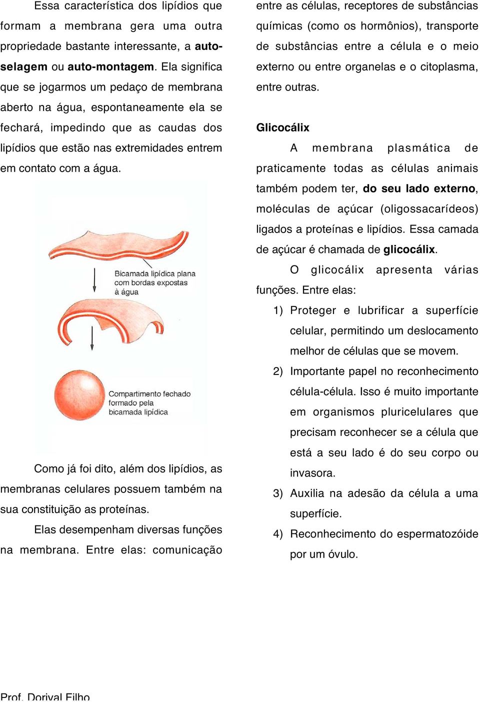 Como já foi dito, além dos lipídios, as membranas celulares possuem também na sua constituição as proteínas. Elas desempenham diversas funções na membrana.