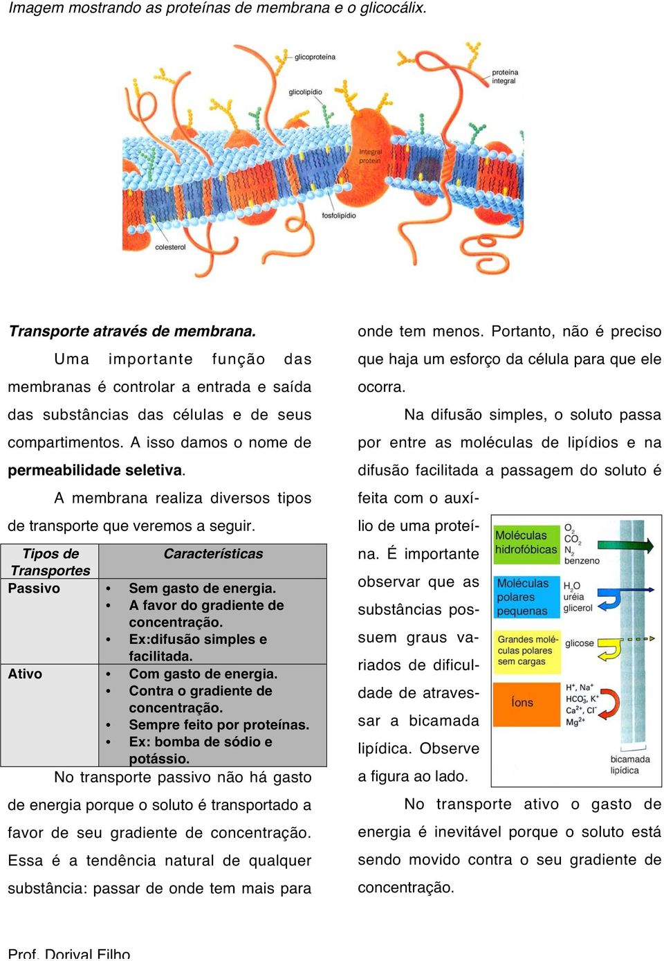 A membrana realiza diversos tipos de transporte que veremos a seguir. Tipos de Características Transportes Passivo Sem gasto de energia. A favor do gradiente de concentração.