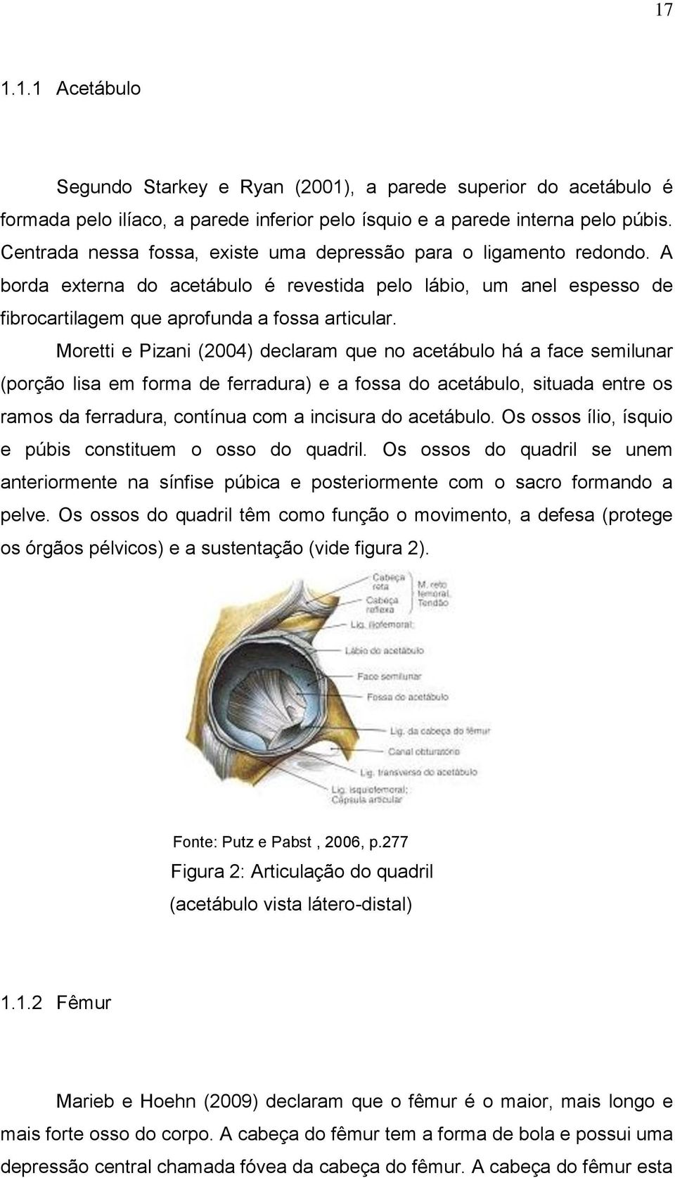Moretti e Pizani (2004) declaram que no acetábulo há a face semilunar (porção lisa em forma de ferradura) e a fossa do acetábulo, situada entre os ramos da ferradura, contínua com a incisura do