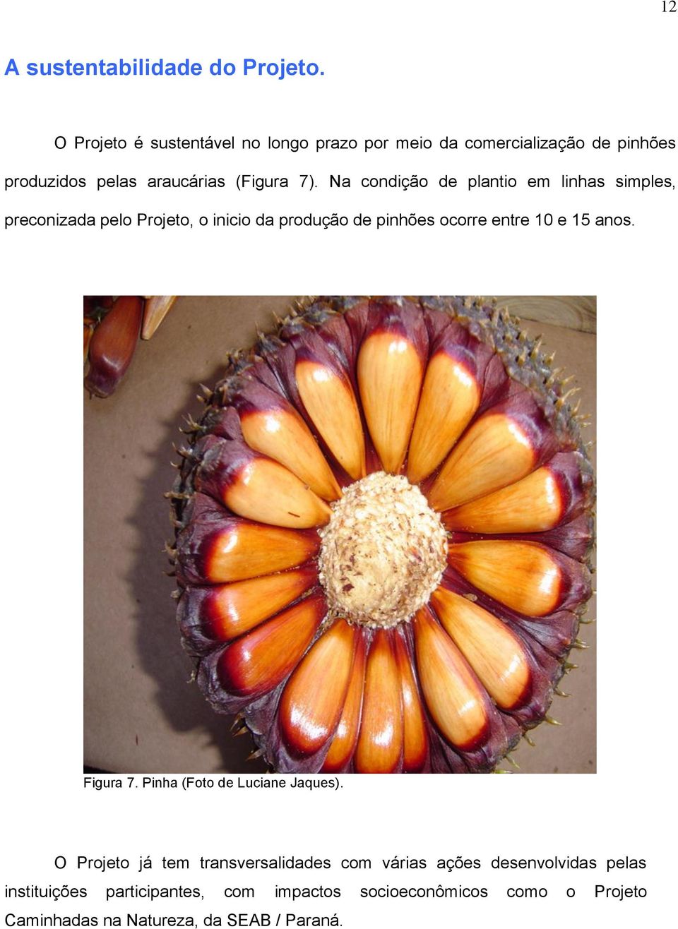 Na condição de plantio em linhas simples, preconizada pelo Projeto, o inicio da produção de pinhões ocorre entre 10 e 15 anos.