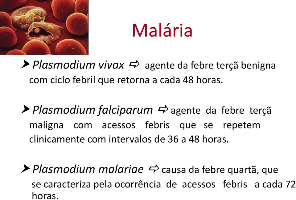 Plasmodium falciparum agente da febre terçã maligna com acessos febris que se repetem