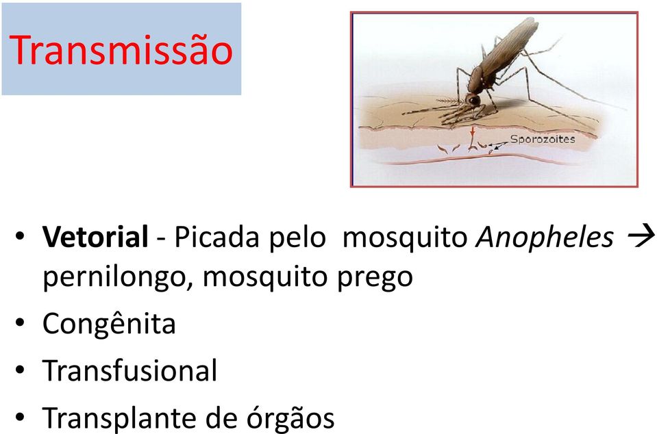 pernilongo, mosquito prego