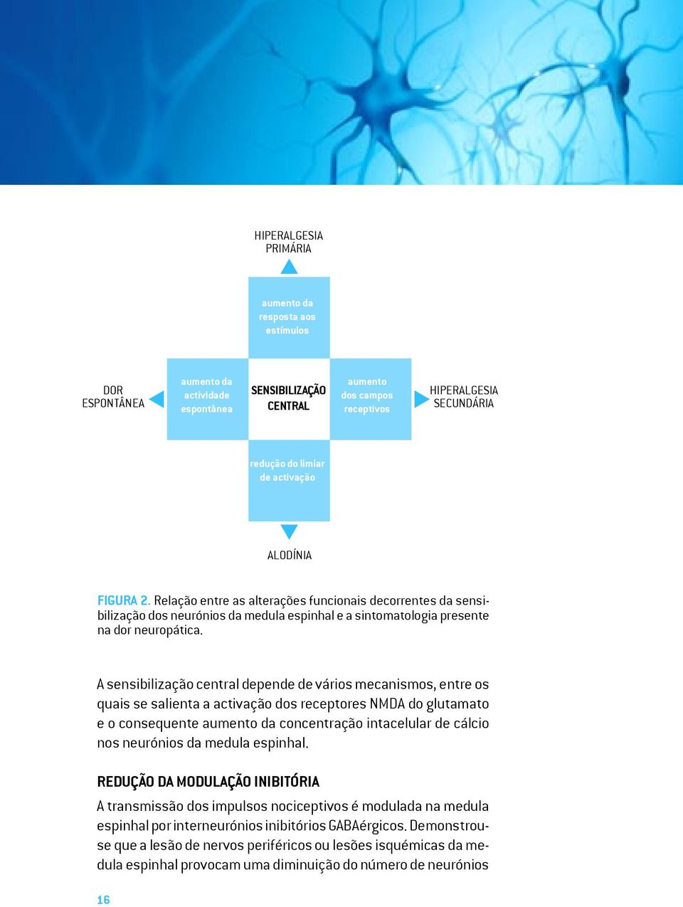 A sensibilização central depende de vários mecanismos, entre os quais se salienta a activação dos receptores NMDA do glutamato e o consequente aumento da concentração intacelular de cálcio nos