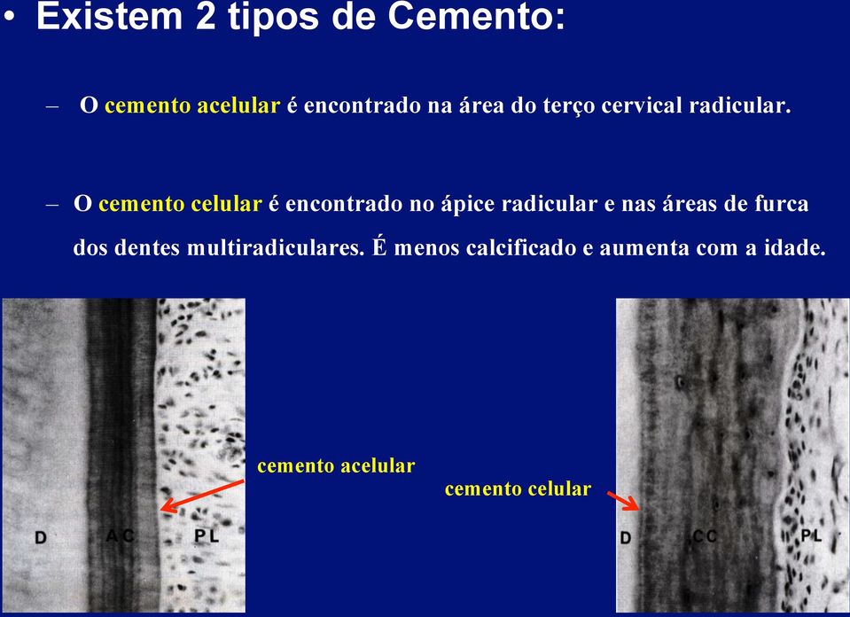 O cemento celular é encontrado no ápice radicular e nas áreas de