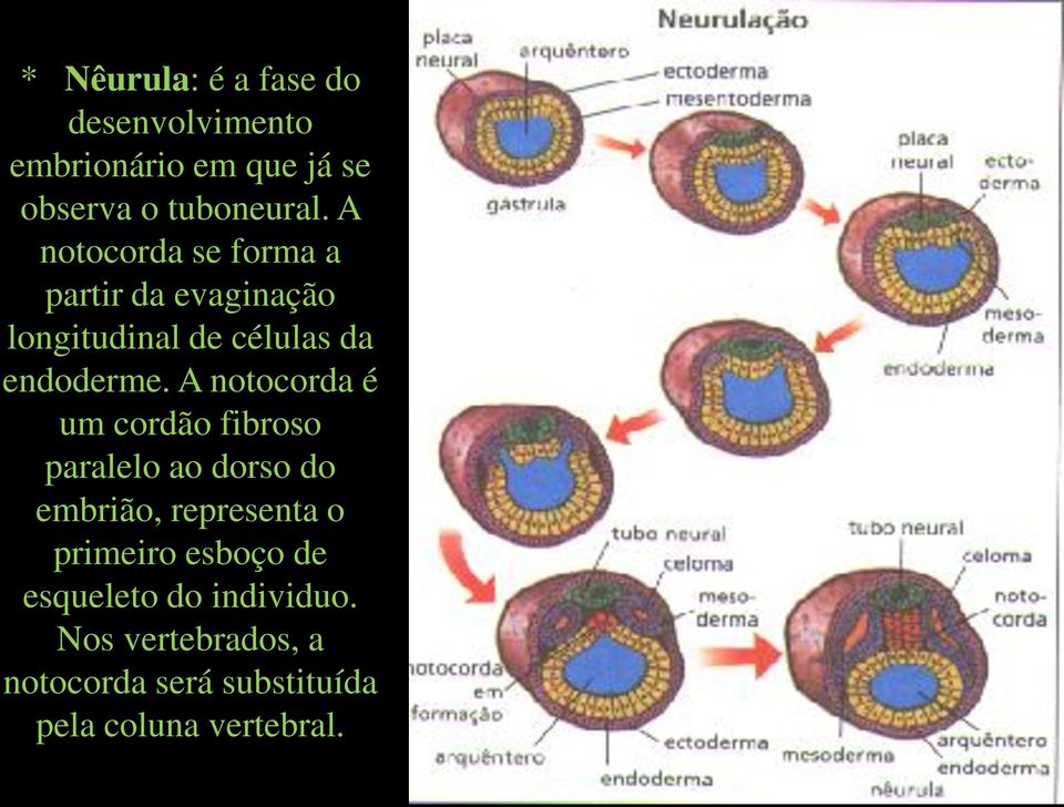A notocorda é um cordão fibroso paralelo ao dorso do embrião, representa o primeiro