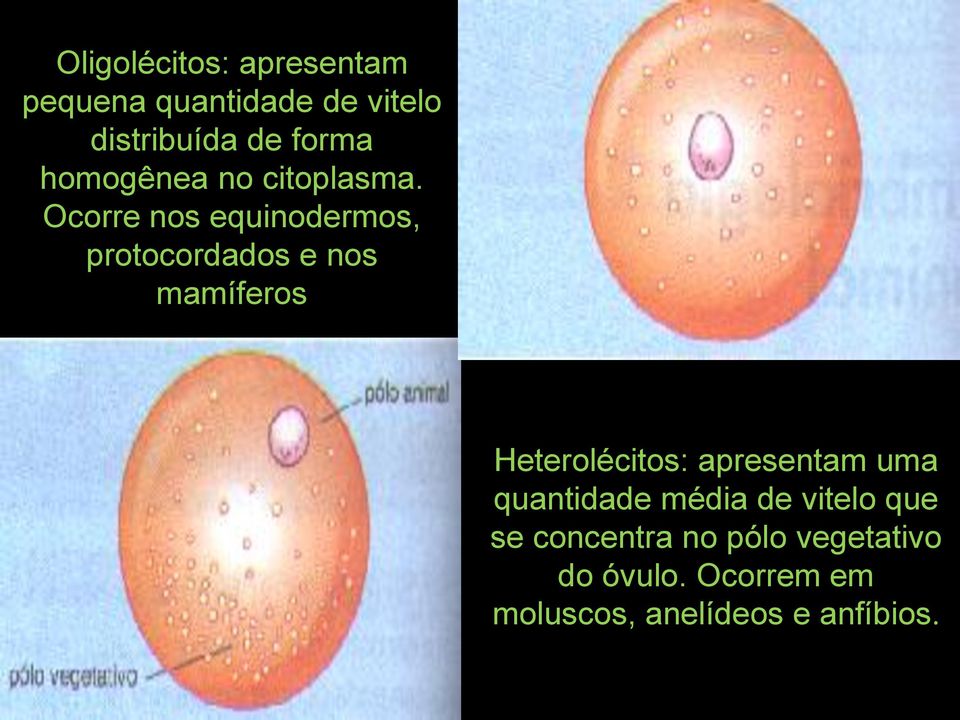 Ocorre nos equinodermos, protocordados e nos mamíferos Heterolécitos: