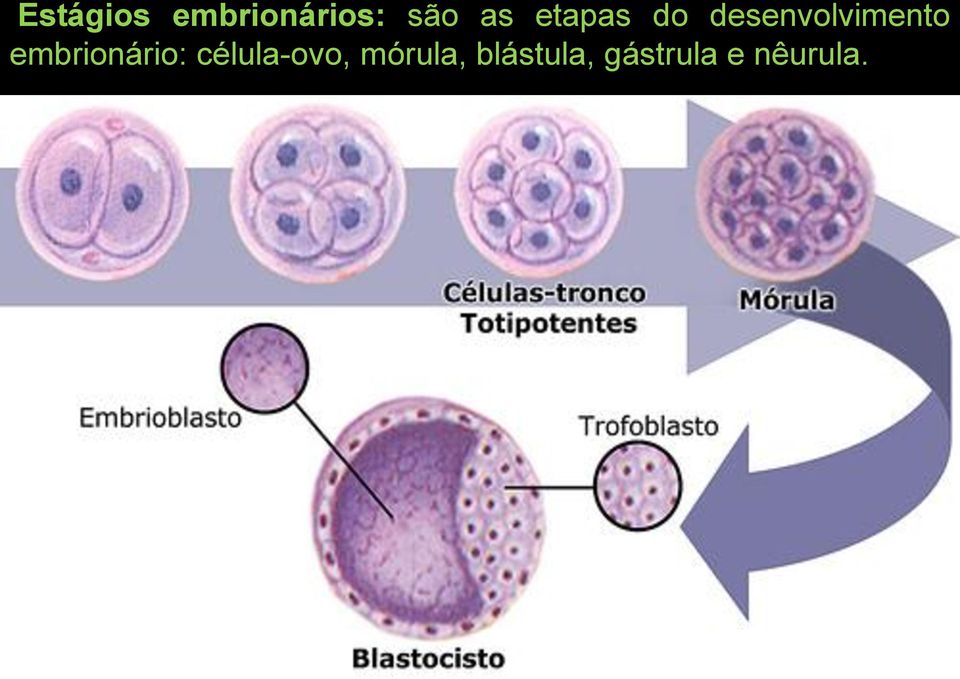 embrionário: célula-ovo,