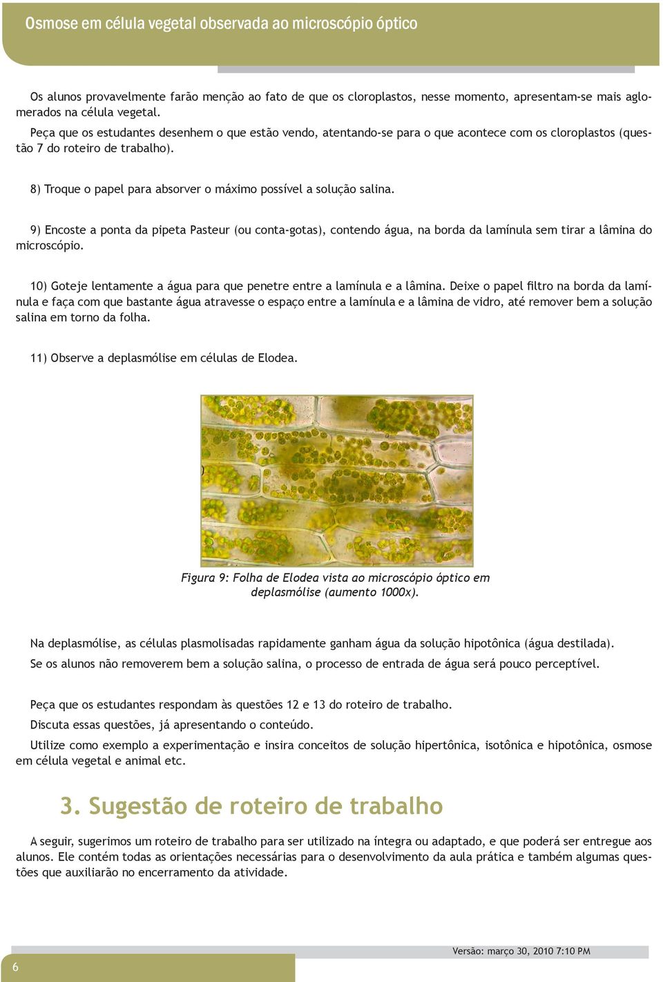 8) Troque o papel para absorver o máximo possível a solução salina. 9) Encoste a ponta da pipeta Pasteur (ou conta-gotas), contendo água, na borda da lamínula sem tirar a lâmina do microscópio.