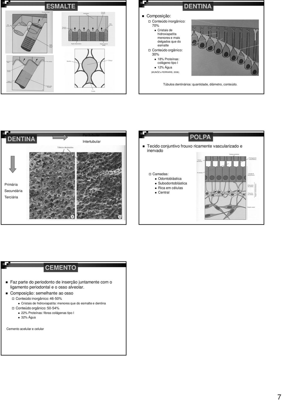 DENTINA Peritubular Intertubular POLPA Tecido conjuntivo frouxo ricamente vascularizado e inervado Primária Secundária Terciária Camadas: Odontoblástica Subodontoblástica Rica em células Central