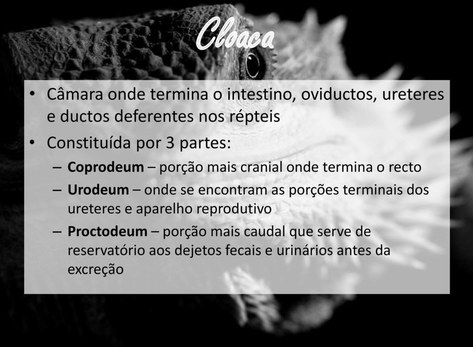 Urodeum onde se encontram as porções terminais dos ureteres e aparelho reprodutivo