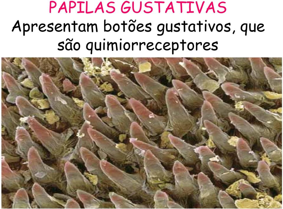 gustativos, que