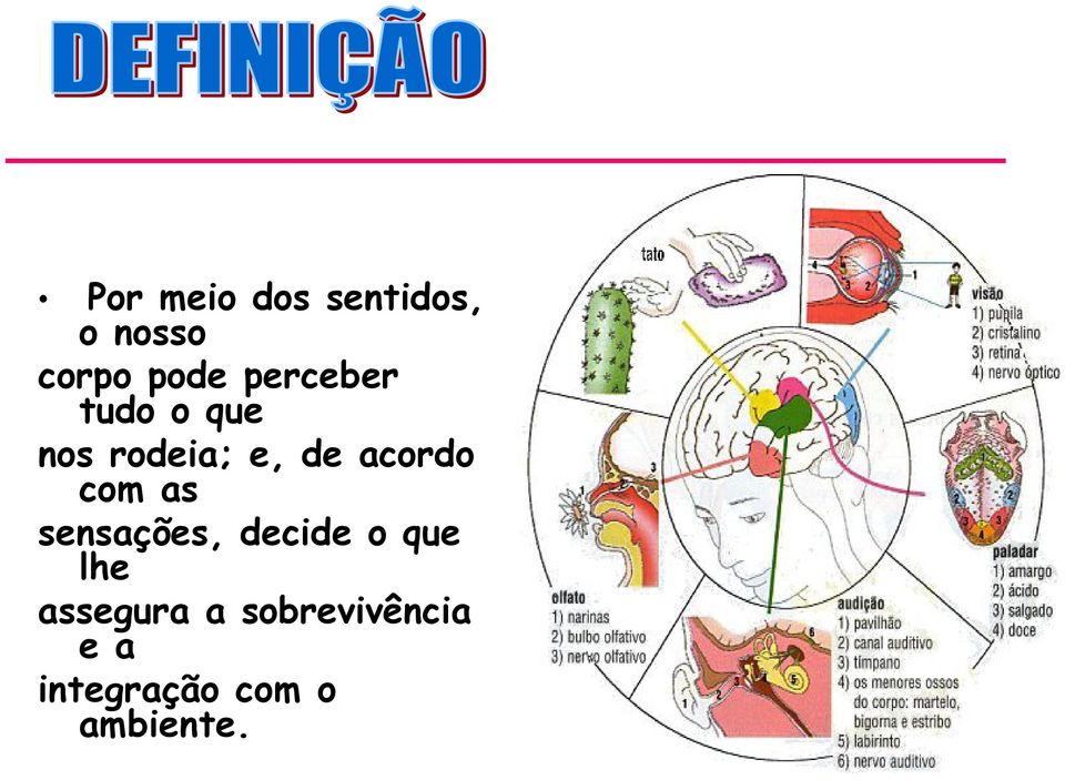 com as sensações, decide o que lhe assegura