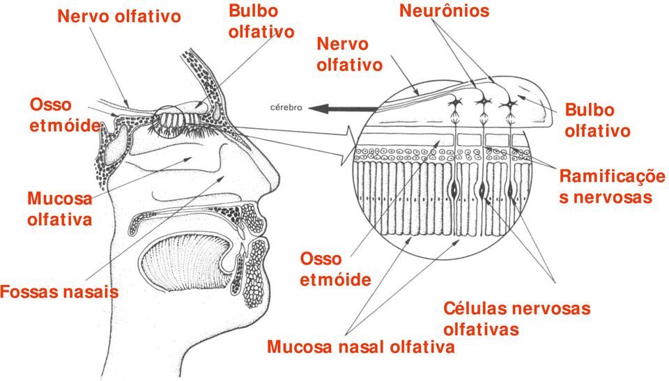 nasais Osso etmóide Células nervosas olfativas