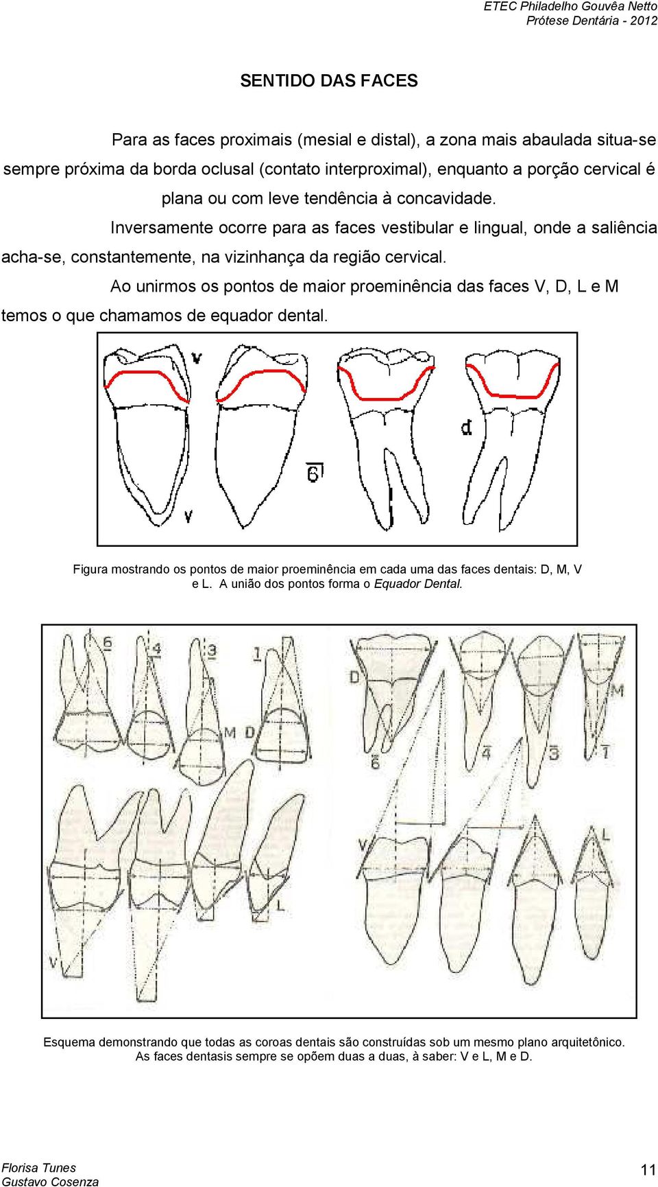 Ao unirmos os pontos de maior proeminência das faces V, D, L e M temos o que chamamos de equador dental.