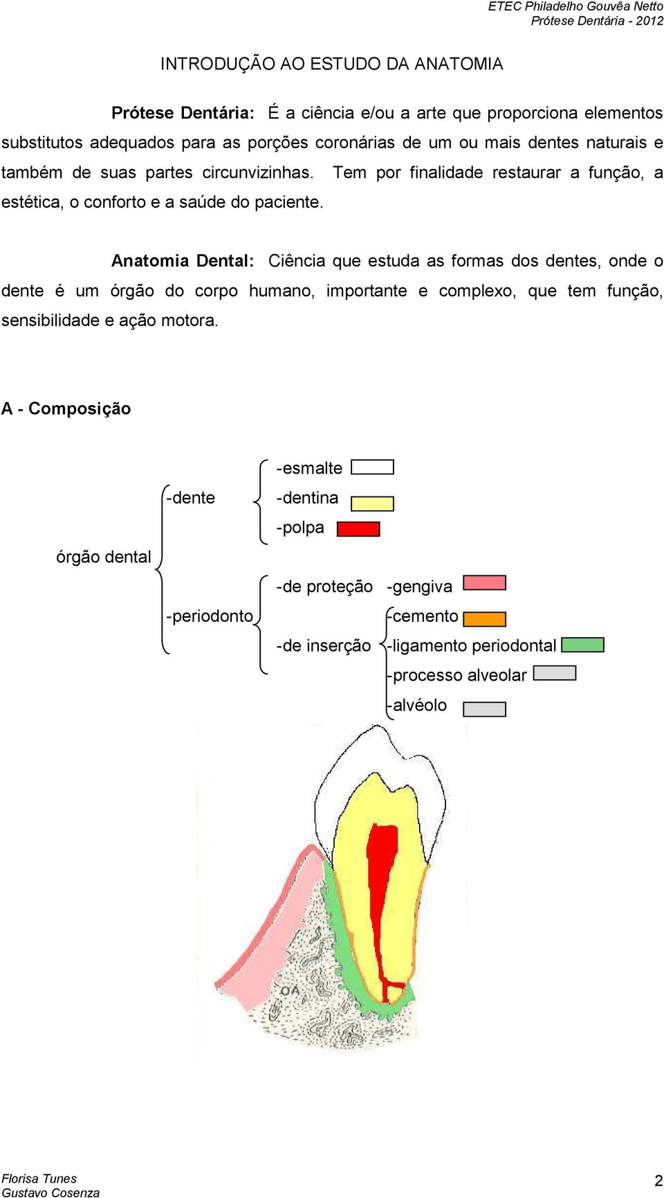 Anatomia Dental: Ciência que estuda as formas dos dentes, onde o dente é um órgão do corpo humano, importante e complexo, que tem função, sensibilidade e ação