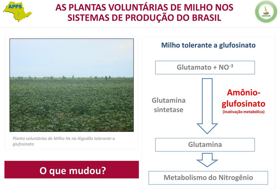Amônioglufosinato (Inativação metabólica) Planta voluntárias de Milho Hx