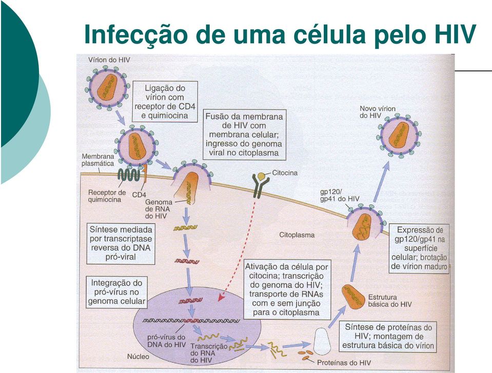 célula