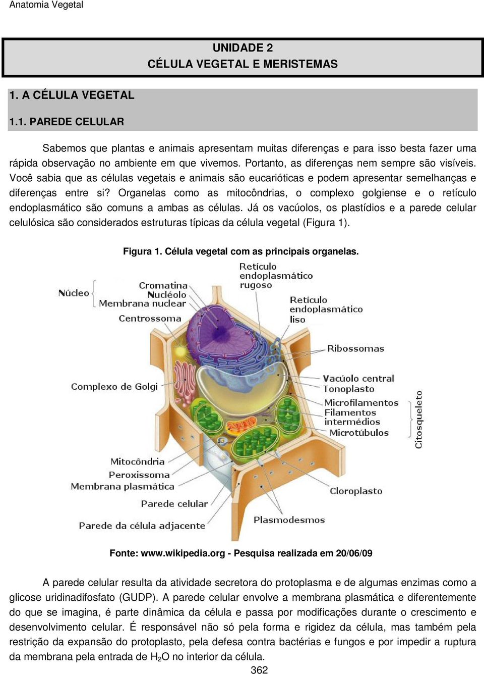 Organelas como as mitocôndrias, o complexo golgiense e o retículo endoplasmático são comuns a ambas as células.