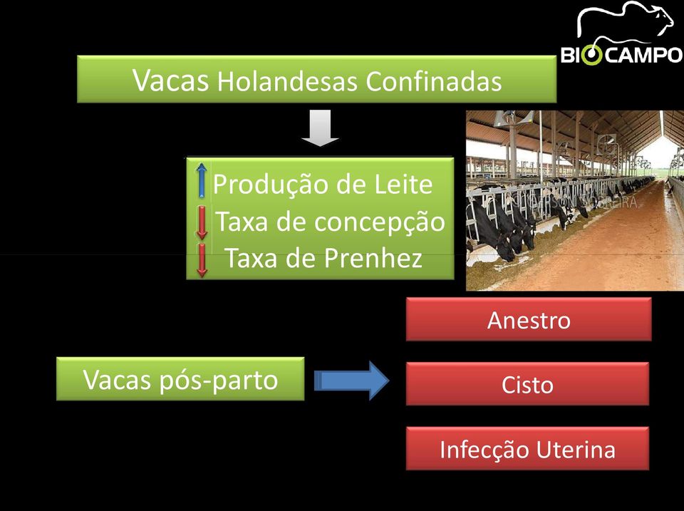 concepção Taxa de Prenhez