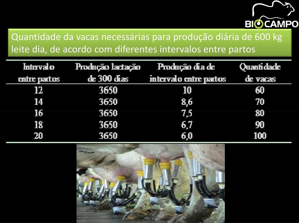 diária de 600 kg leite dia, de