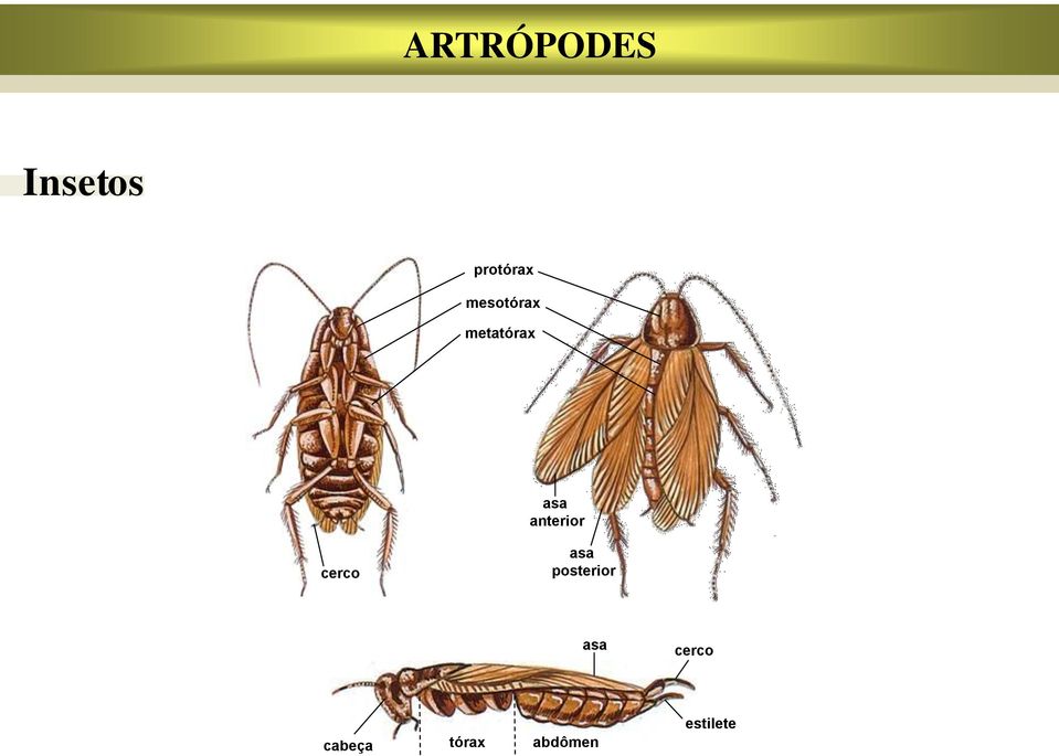 anterior cerco asa posterior