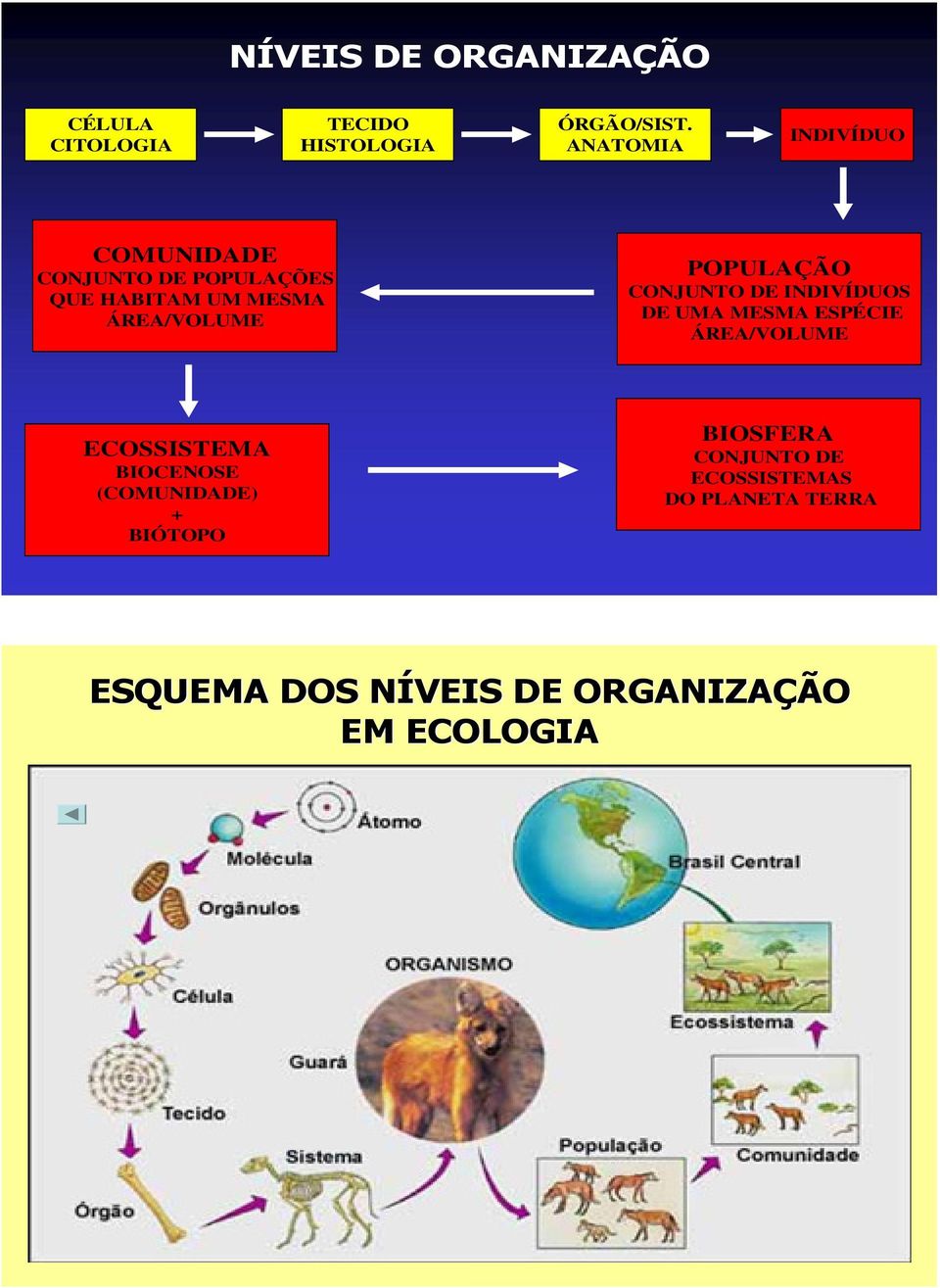 POPULAÇÃO CONJUNTO DE INDIVÍDUOS DE UMA MESMA ESPÉCIE ÁREA/VOLUME ECOSSISTEMA BIOCENOSE