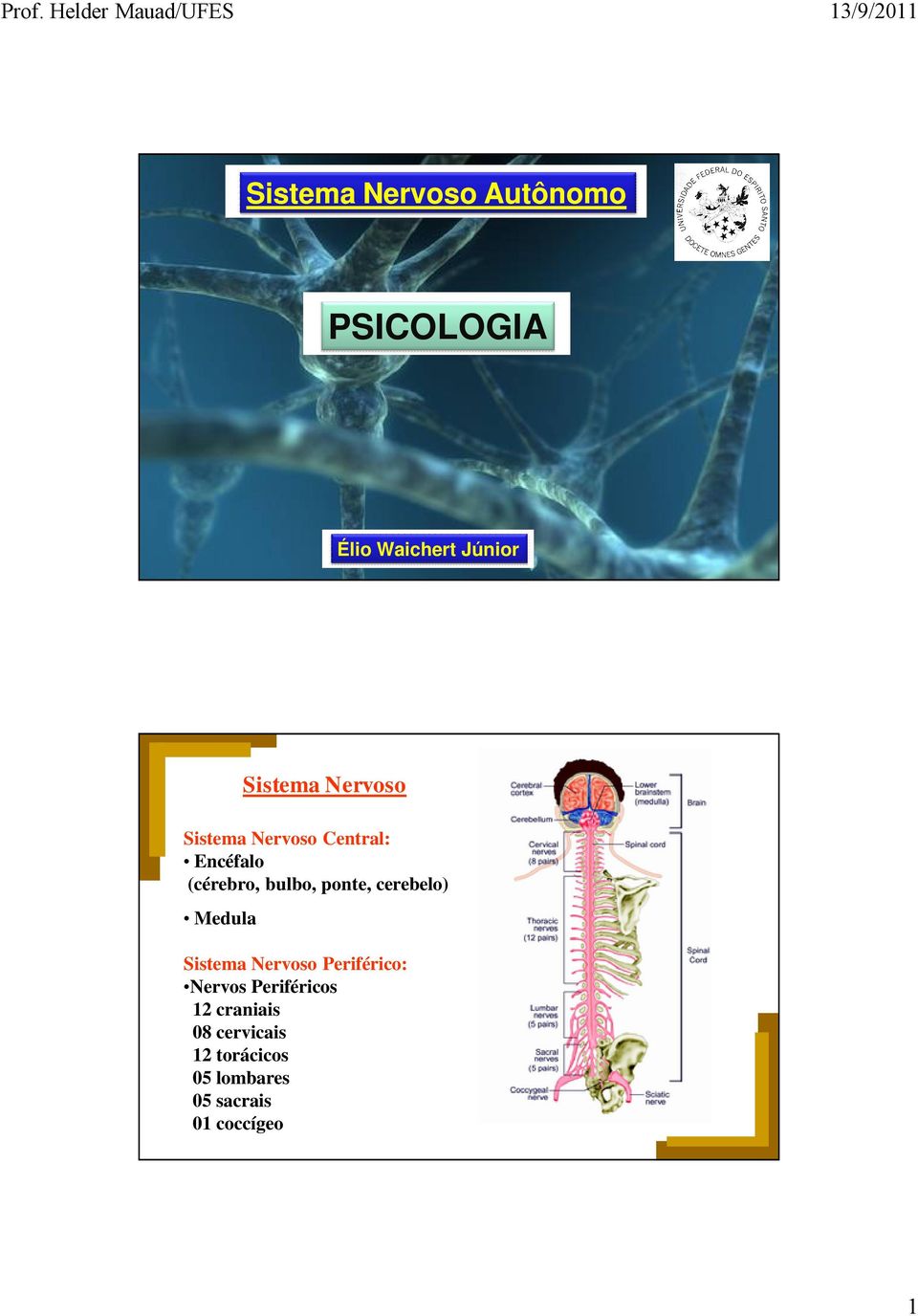 Sistema Nervoso Sistema Nervoso Periférico: Nervos Periféricos 12