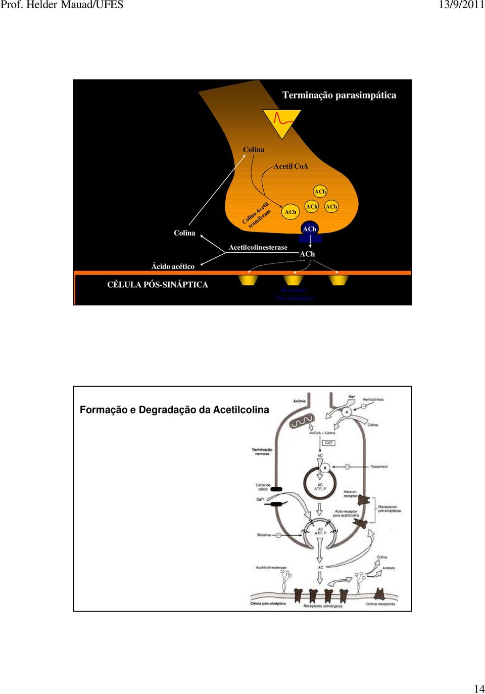 Acetilcolinesterase CÉLULA PÓS-SINÁPTICA