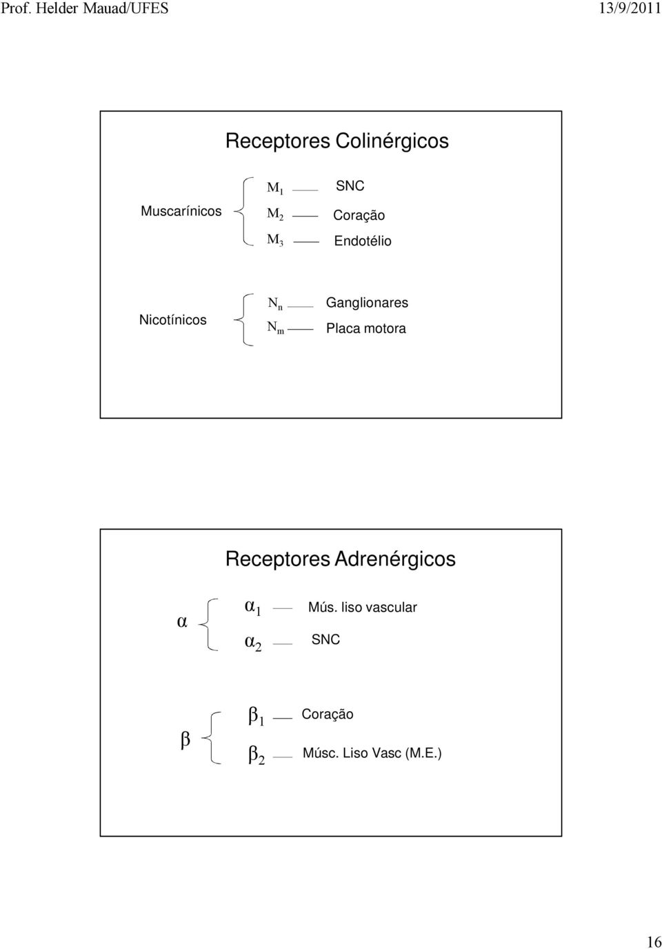 Placa motora Receptores Adrenérgicos α α 1 α 2 Mús.