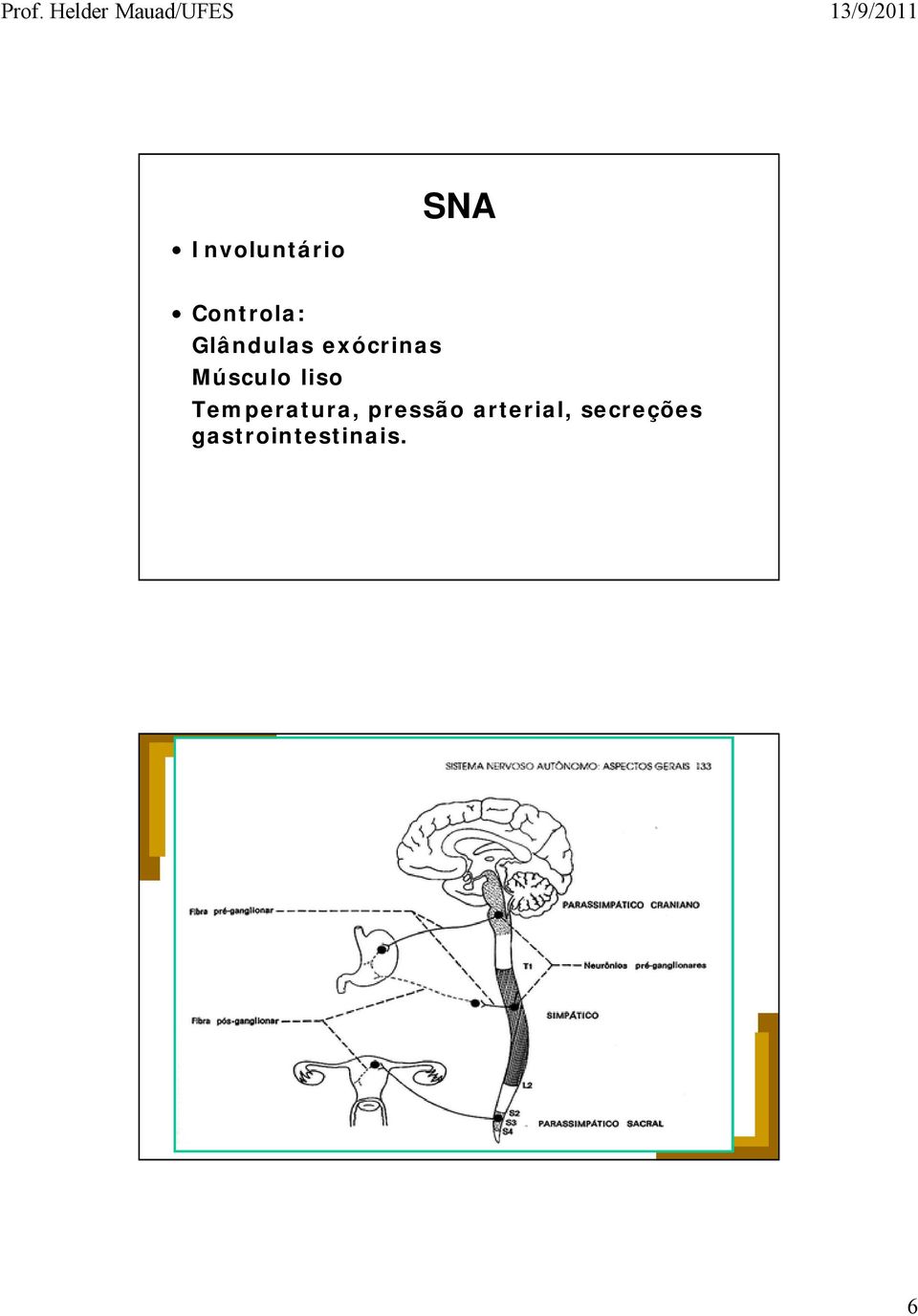 ORGANIZAÇÃO GERAL DO S.N.A. Neurônio Pré-ganglionar - corpo dentro do SNC.