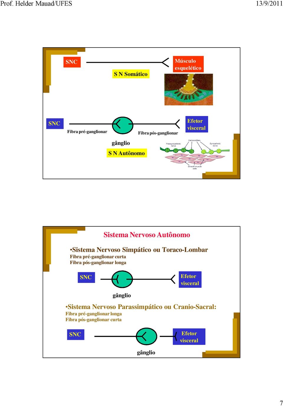 pré-ganglionar curta Fibra pós-ganglionar longa SNC Efetor visceral gânglio Sistema Nervoso