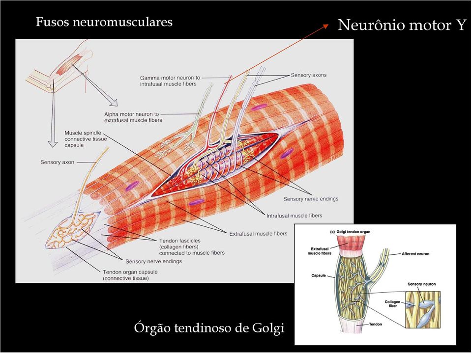 Neurônio motor