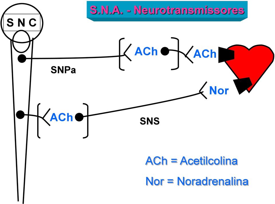 SNPa ACh ACh SNS ACh Nor