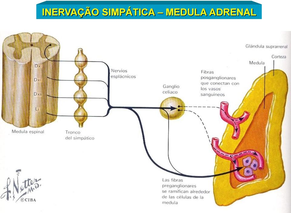 MEDULA