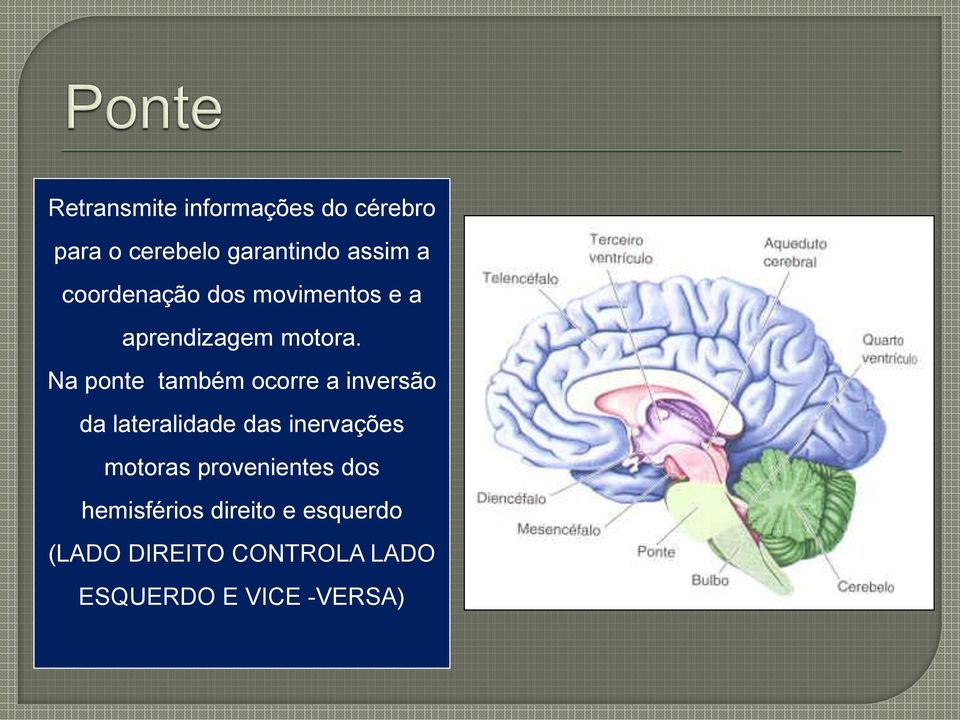 Na ponte também ocorre a inversão da lateralidade das inervações motoras