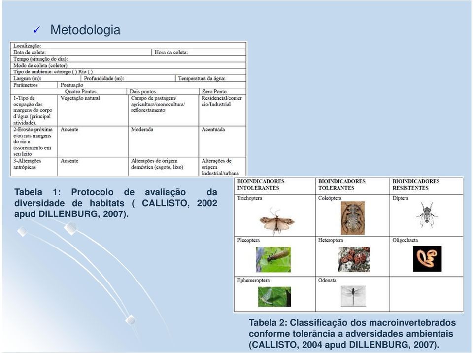 Tabela 2: Classificação dos macroinvertebrados conforme