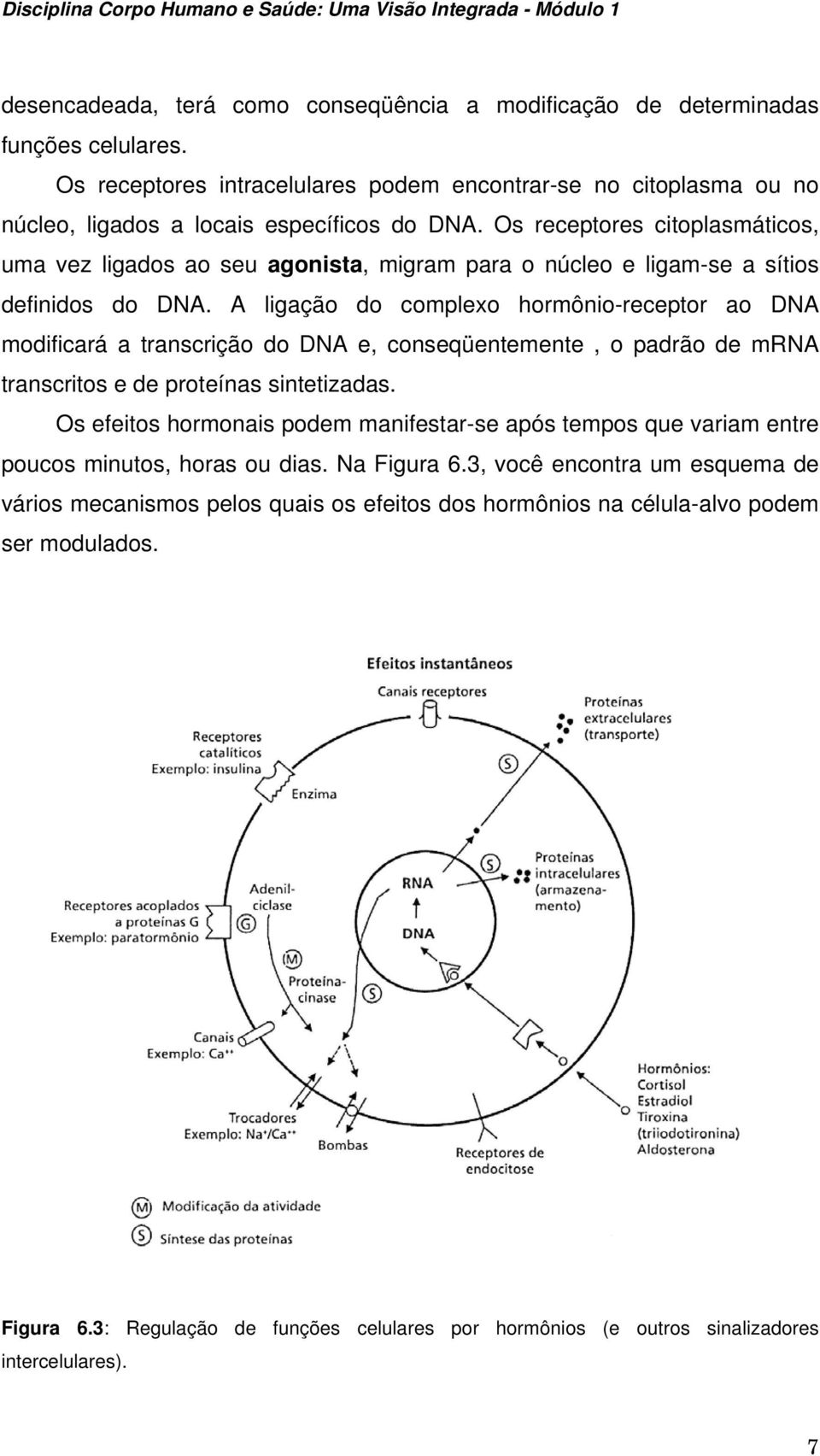 A ligação do complexo hormônio-receptor ao DNA modificará a transcrição do DNA e, conseqüentemente, o padrão de mrna transcritos e de proteínas sintetizadas.