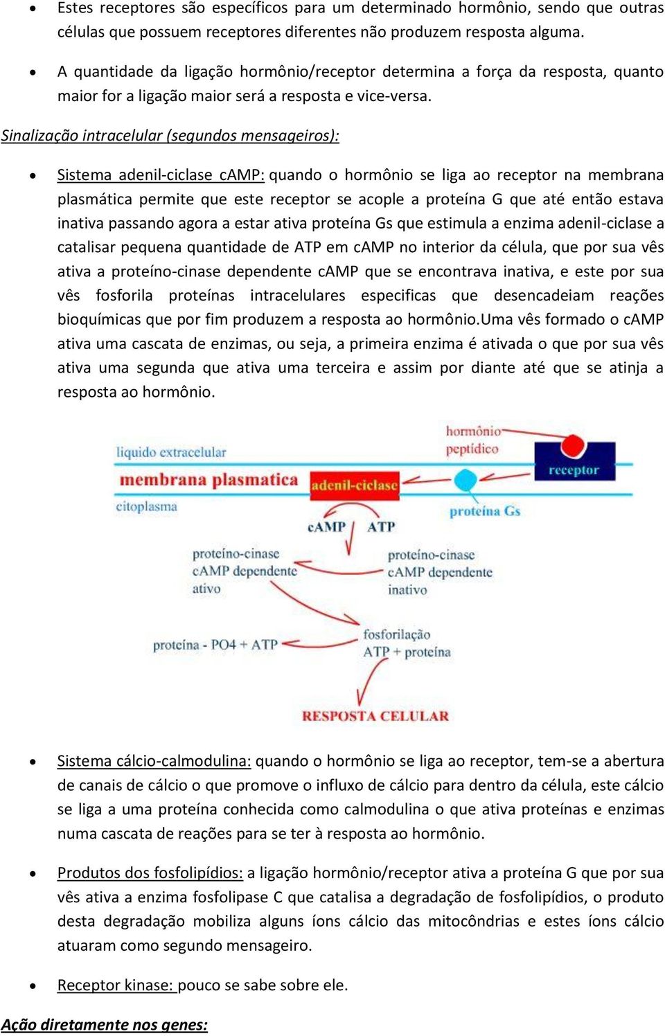 Sinalização intracelular (segundos mensageiros): Sistema adenil-ciclase camp: quando o hormônio se liga ao receptor na membrana plasmática permite que este receptor se acople a proteína G que até