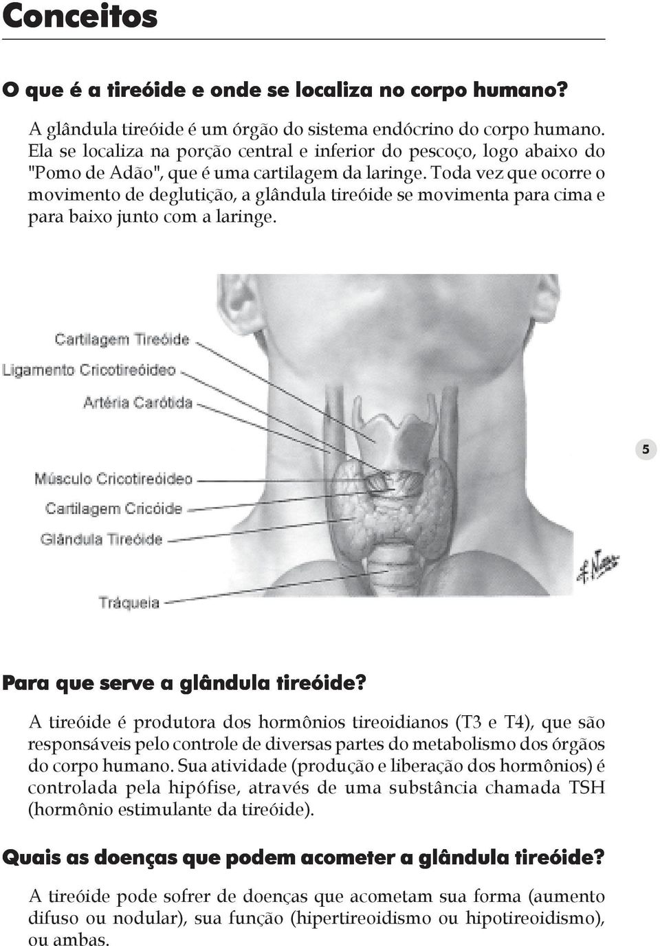 Toda vez que ocorre o movimento de deglutição, a glândula tireóide se movimenta para cima e para baixo junto com a laringe. 5 Para que serve a glândula tireóide?