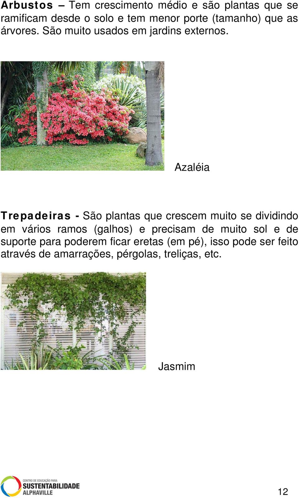 Azaléia Trepadeiras - São plantas que crescem muito se dividindo em vários ramos (galhos) e