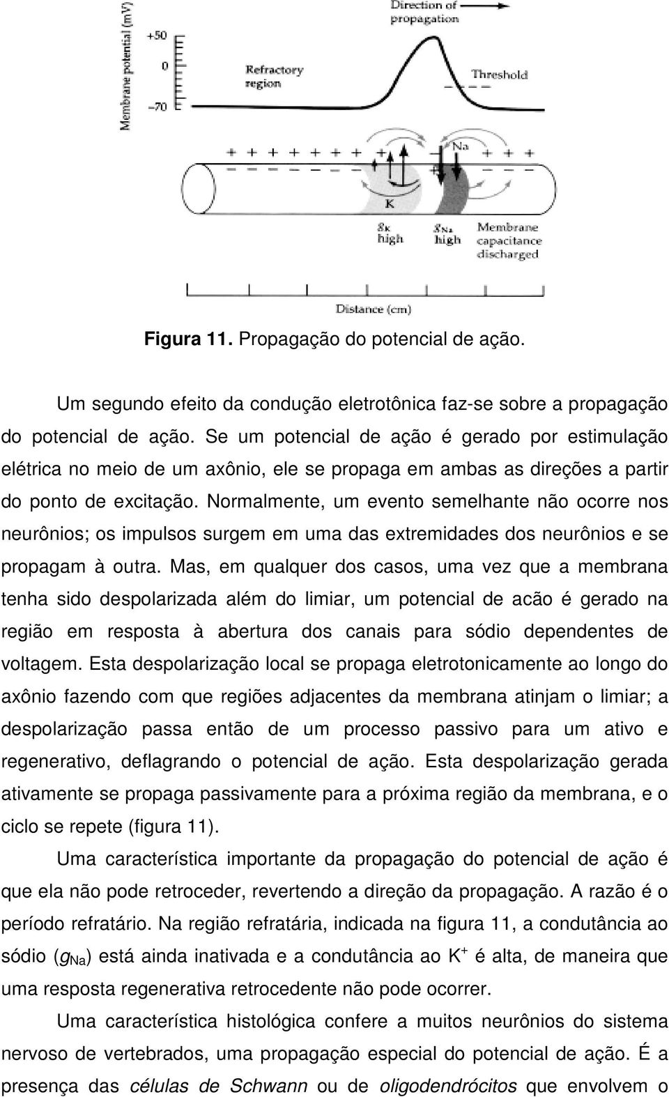 Normalmente, um evento semelhante não ocorre nos neurônios; os impulsos surgem em uma das extremidades dos neurônios e se propagam à outra.