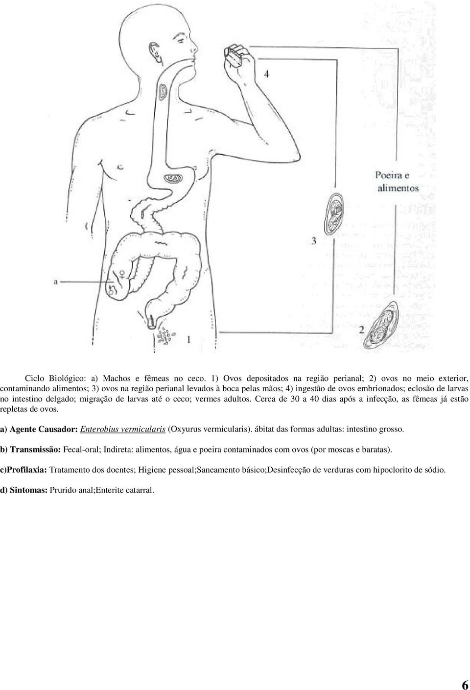 larvas no intestino delgado; migração de larvas até o ceco; vermes adultos. Cerca de 30 a 40 dias após a infecção, as fêmeas já estão repletas de ovos.