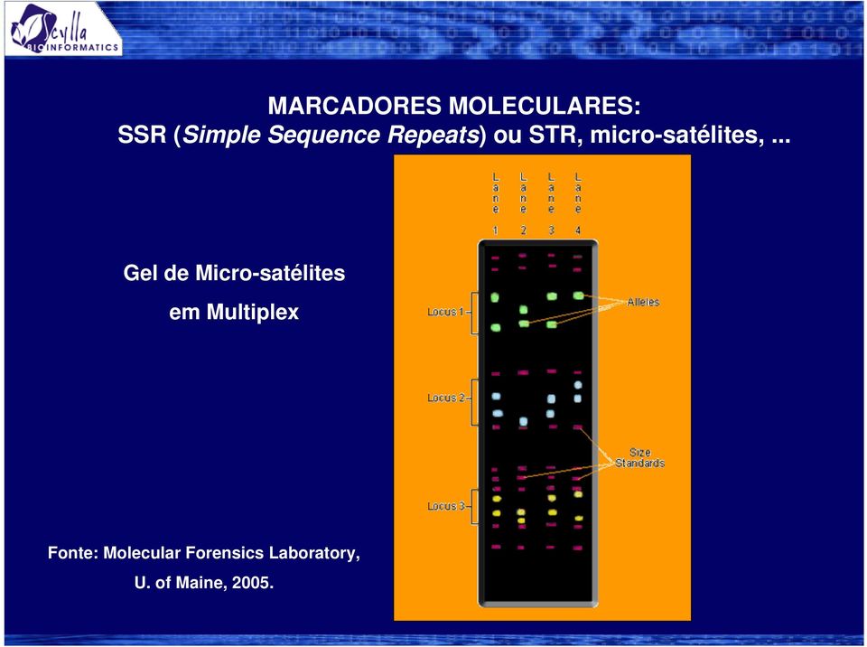 .. Gel de Micro-satélites em Multiplex