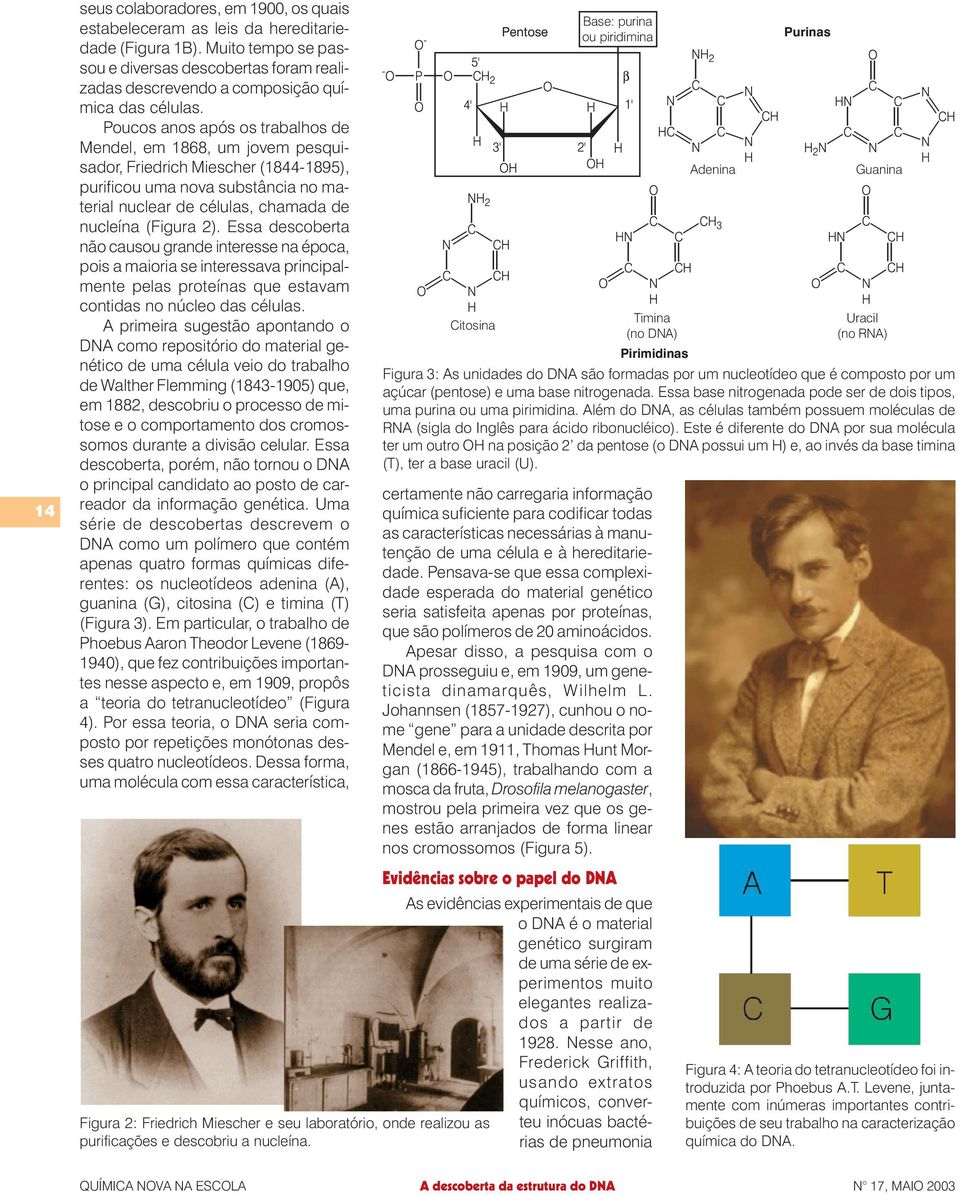 Poucos anos após os trabalhos de Mendel, em 1868, um jovem pesquisador, Friedrich Miescher (1844-1895), purificou uma nova substância no material nuclear de células, chamada de nucleína (Figura 2).