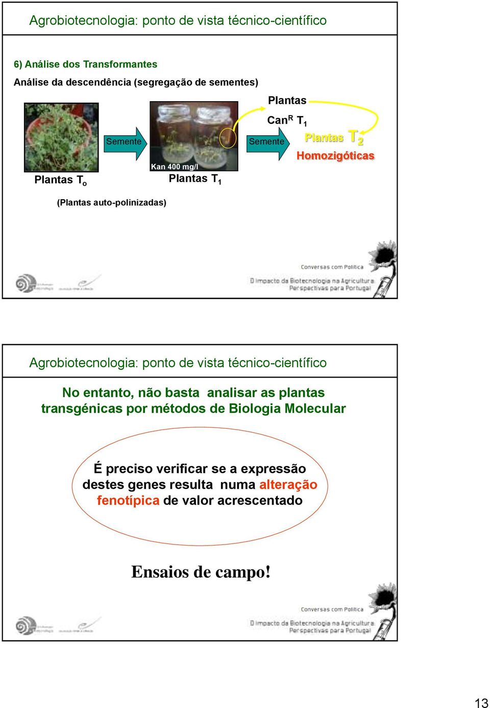 entanto, não basta analisar as plantas transgénicas por métodos de Biologia Molecular É preciso