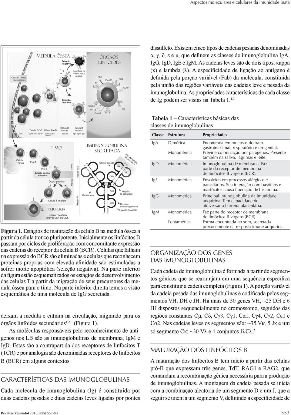 A especificidade de ligação ao antígeno é definida pela porção variável (Fab) da molécula, constituída pela união das regiões variáveis das cadeias leve e pesada da imunoglobulina.