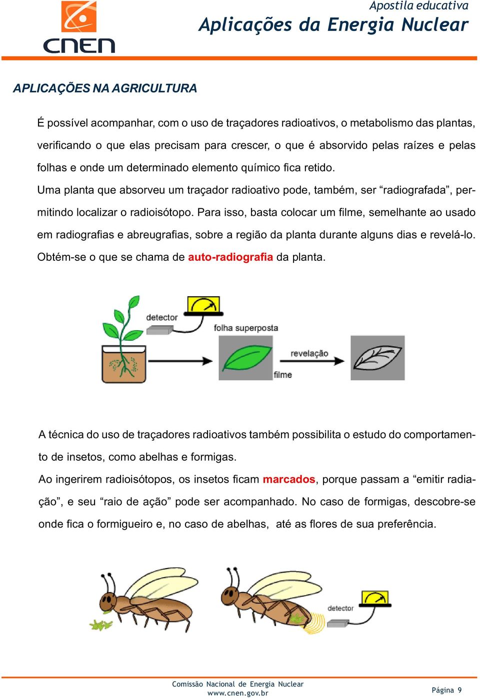 Para isso, basta colocar um filme, semelhante ao usado em radiografias e abreugrafias, sobre a região da planta durante alguns dias e revelá-lo. Obtém-se o que se chama de auto-radiografia da planta.