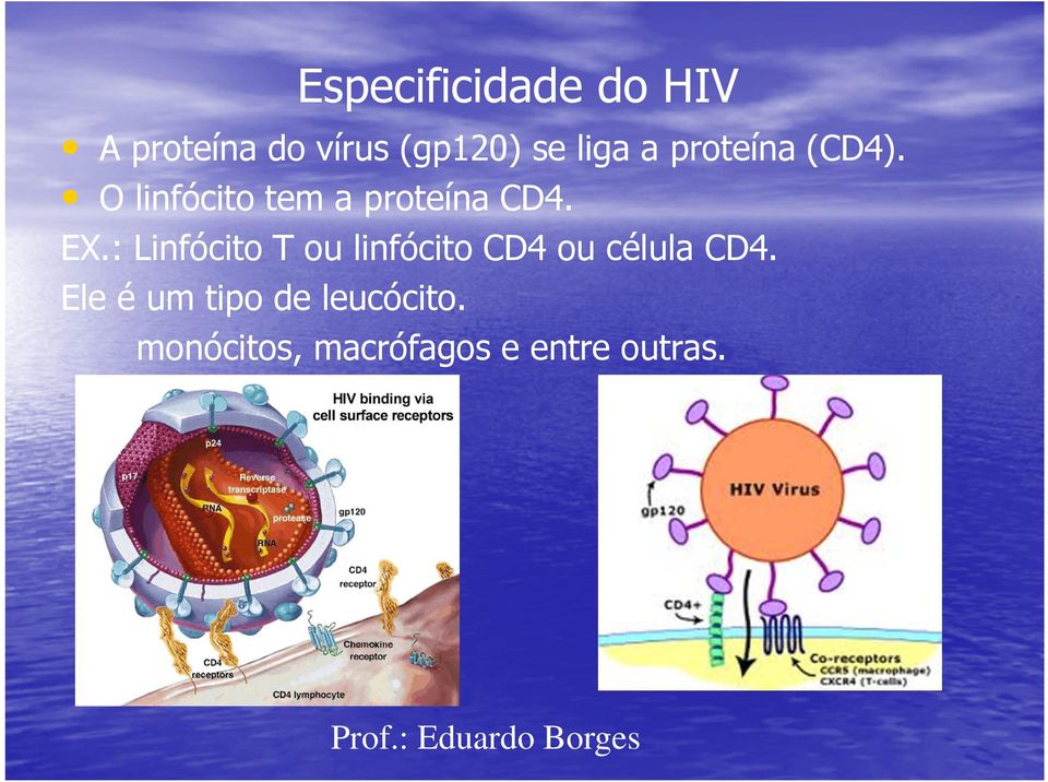 EX.: Linfócito T ou linfócito CD4 ou célula CD4.