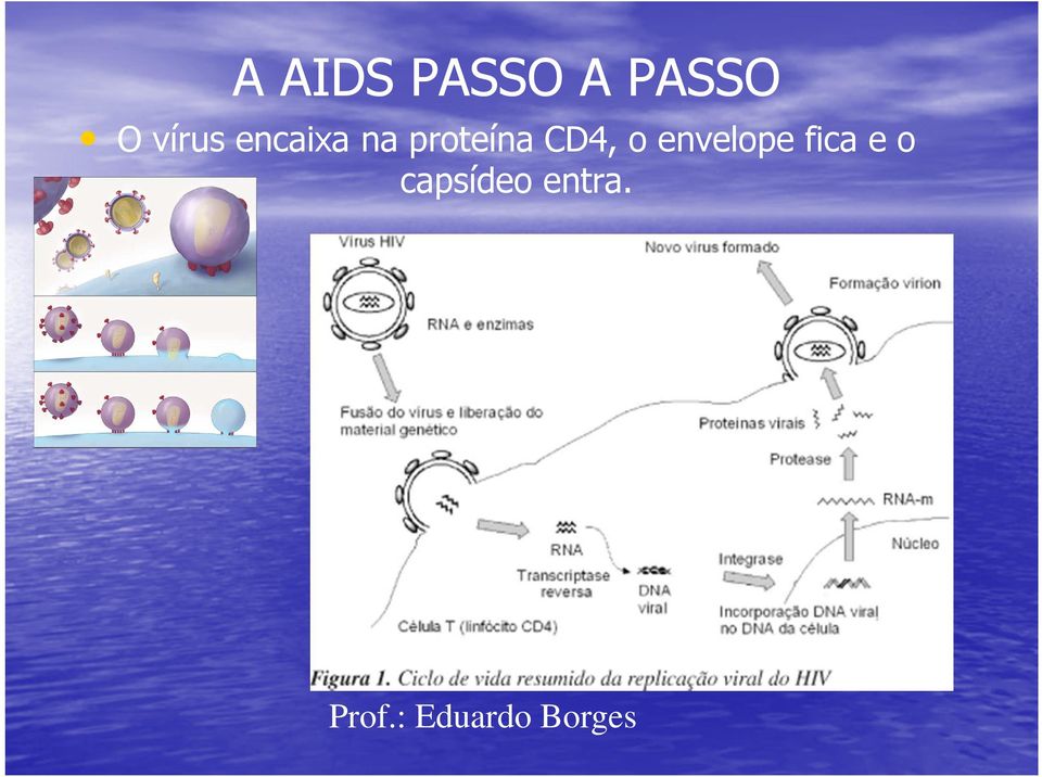 proteína CD4, o